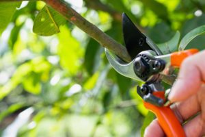 Tree Care Tips to Help Keep Your Trees Green