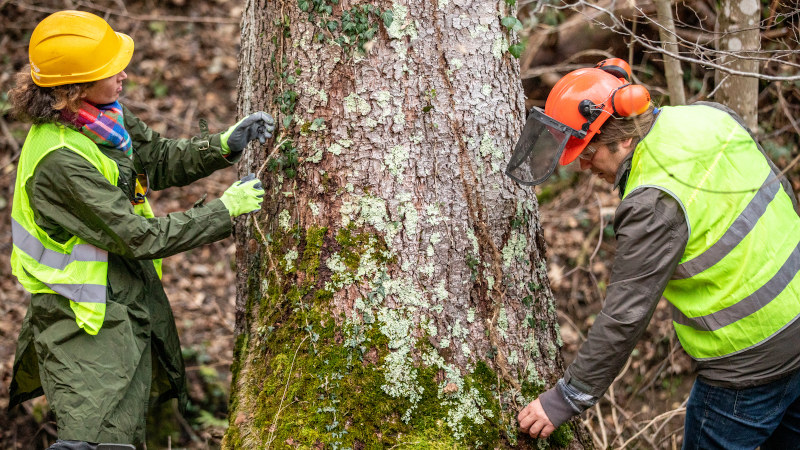 What Does an Arborist Do?