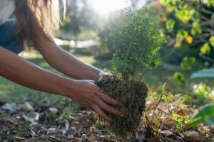 Tree Planting Tips for You to Use at Home