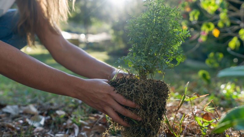 Tree Planting Tips for You to Use at Home