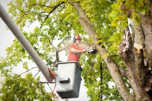 What Our Tree Services Can Do for You