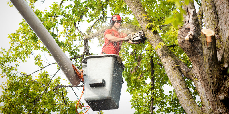 What Our Tree Services Can Do for You