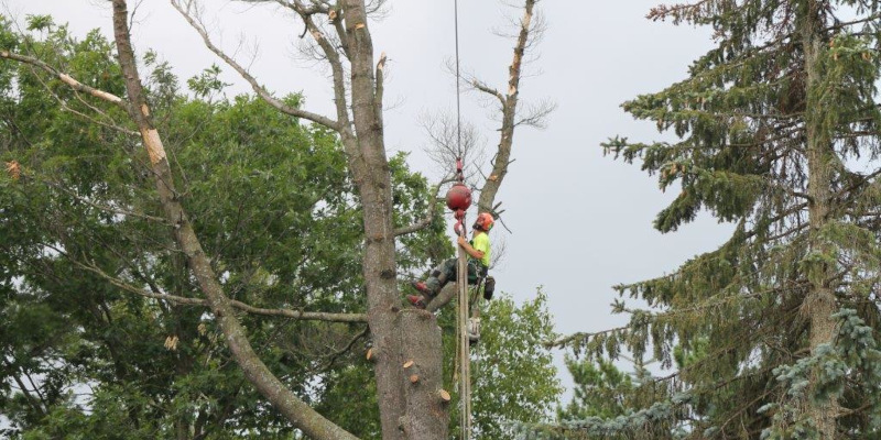 Keep Your Home Safe and Trees Healthy with Tree Branch Removal