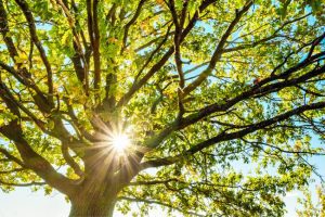 Turn to a Professional Arborist for the Best in Tree Care