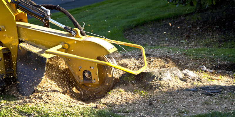 Get Rid of Eyesores On Your Property with Stump Removal