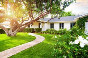 Residential Tree Services Will Help Keep Your Trees Healthy and Thriving