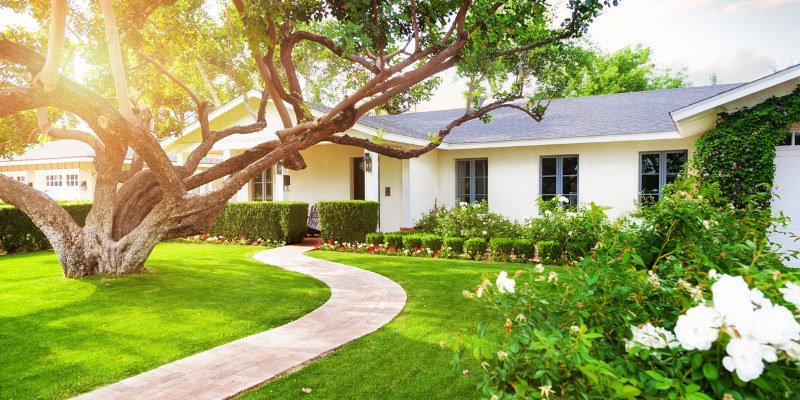 Residential Tree Services Will Help Keep Your Trees Healthy and Thriving